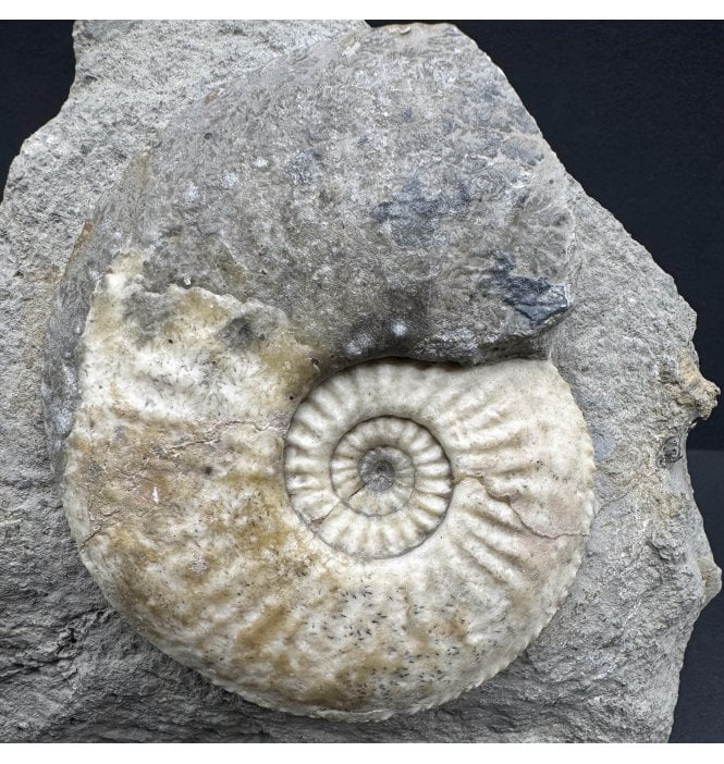 Lower Jurassic, Middle Lias Ammonite from Eype, Dorset, England (SKU A3811):- Amaltheus margaritatus