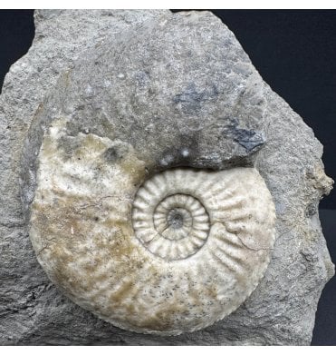 Lower Jurassic, Middle Lias Ammonite from Eype, Dorset, England (SKU A3811):- Amaltheus margaritatus