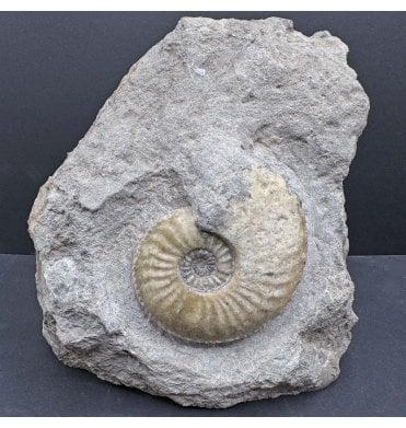 Lower Jurassic, Middle Lias Ammonite from Eype, Dorset, England (SKU A4124):- Amaltheus margaritatus