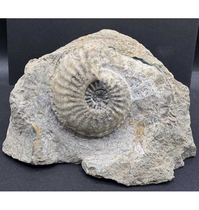 Lower Jurassic, Middle Lias Ammonite from Eype, Dorset, England (SKU A4163):- Amaltheus margaritatus