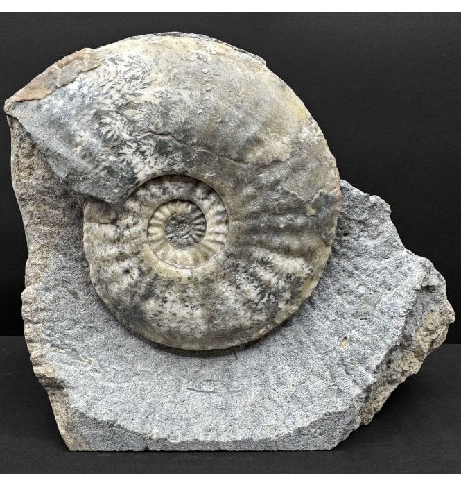 Lower Jurassic, Middle Lias Ammonite from Eype, Dorset, England (SKU A4832):- Amaltheus margaritatus