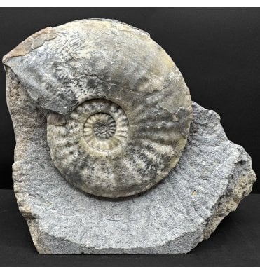 Lower Jurassic, Middle Lias Ammonite from Eype, Dorset, England (SKU A4832):- Amaltheus margaritatus