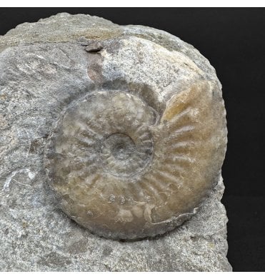 Lower Jurassic, Middle Lias Ammonite from Eype, Dorset, England (SKU A4873):- Amaltheus margaritatus