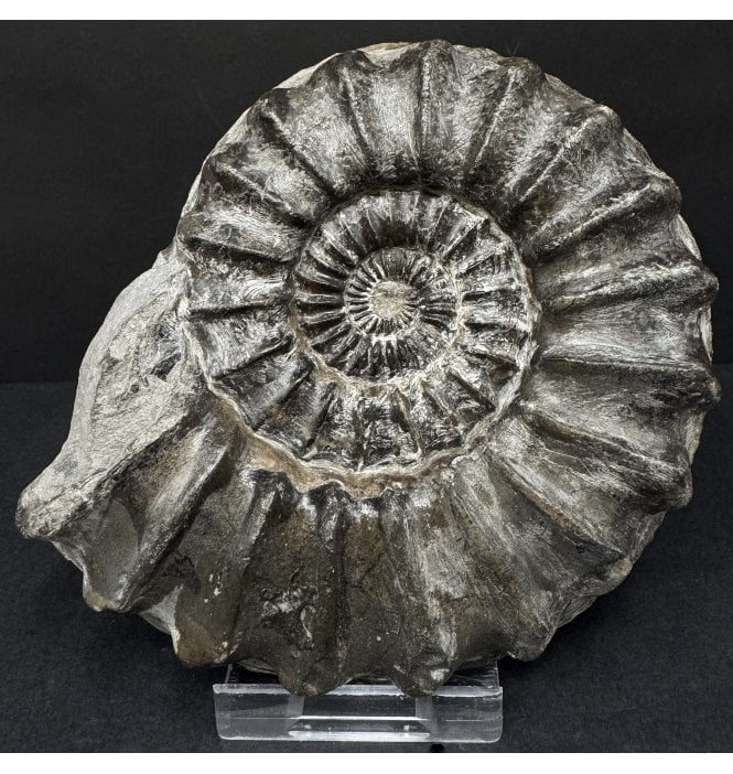 Lower Jurassic, Middle Lias Ammonite from Hawsker Bottoms, North Yorkshire, England (SKU A4909):- Pleuroceras hawskerense