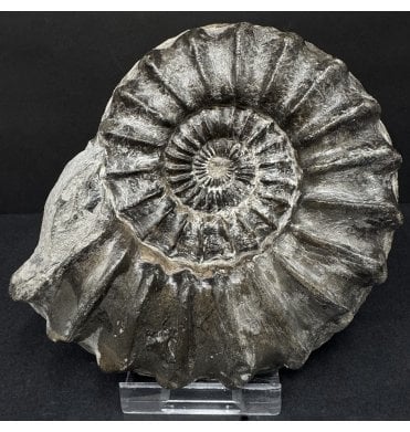 Lower Jurassic, Middle Lias Ammonite from Hawsker Bottoms, North Yorkshire, England (SKU A4909):- Pleuroceras hawskerense