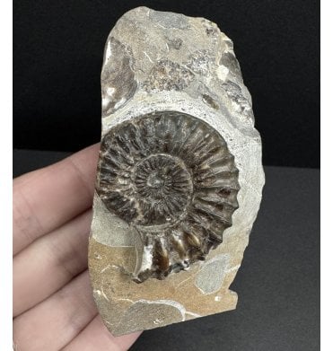 Lower Jurassic, Middle Lias Ammonite from Mappleton, Holderness Coast, Nr. Hull, East Yorkshire, England (SKU A3745):- Pleuroceras pausicostatum