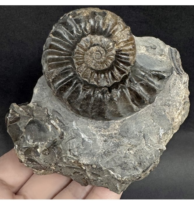 Lower Jurassic, Middle Lias Ammonite from Robin Hood’s Bay, North Yorkshire, England (SKU A4996):- Pleuroceras pausicostatum