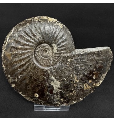 Lower Jurassic, Middle Lias Ammonite from Staithes, North Yorkshire, England (SKU A4899):- Amaltheus  stokesi
