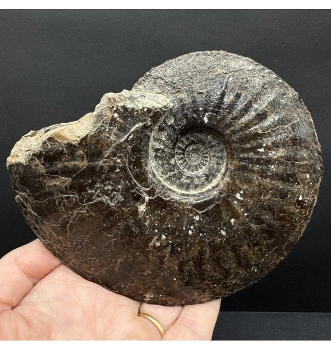Lower Jurassic, Middle Lias Ammonite from Staithes, Whitby, North Yorkshire, England (SKU A4653):- Amaltheus cf. margaritatus