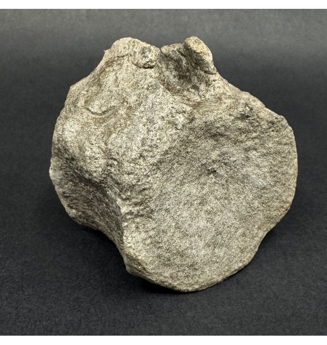 Lower Jurassic Plesiosaurus Vertebra from Charmouth, Dorset (SKU V9065):- Plesiosaurus dolichodeirus