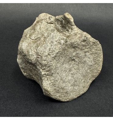 Lower Jurassic Plesiosaurus Vertebra from Charmouth, Dorset (SKU V9065):- Plesiosaurus dolichodeirus