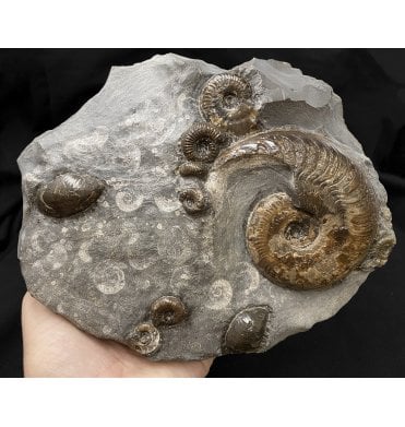 Lower Jurassic, Upper Lias Ammonite Cluster from Sandsend, Whitby, North Yorkshire, England (SKU A1970):- Harpoceras falciferum and Dactylioceras gracile