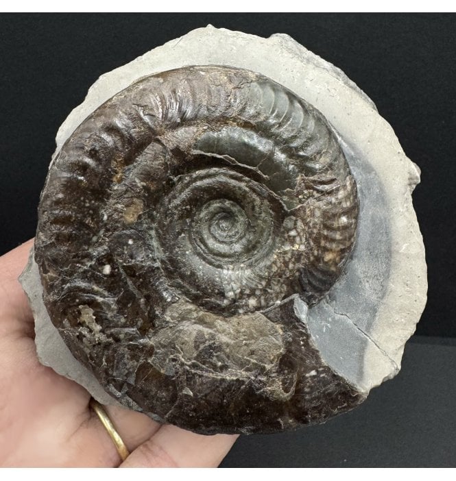 Lower Jurassic, Upper Lias Ammonite from Port Mulgrave, Whitby, North Yorkshire, England (SKU A3932):- Hildoceras bifrons