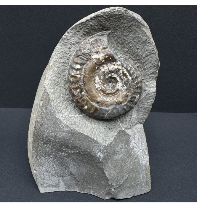 Lower Jurassic, Upper Lias Ammonite from Port Mulgrave, Whitby, North Yorkshire, England (SKU A4016):- Hildoceras bifrons