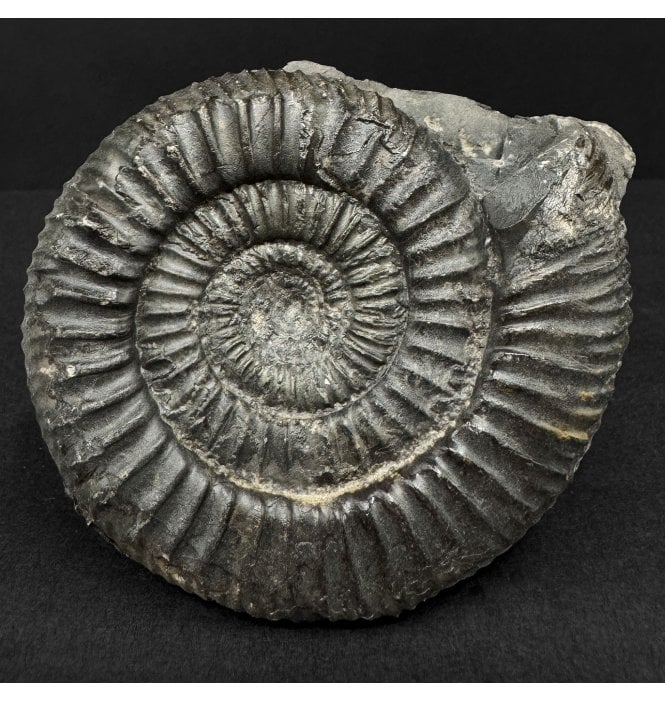 Lower Jurassic, Upper Lias Ammonite from Port Mulgrave, Whitby, North Yorkshire, England (SKU A4904):- Dactylioceras commune