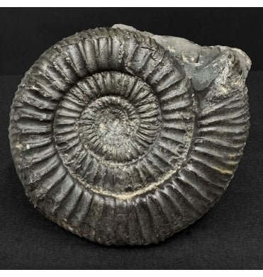 Lower Jurassic, Upper Lias Ammonite from Port Mulgrave, Whitby, North Yorkshire, England (SKU A4904):- Dactylioceras commune