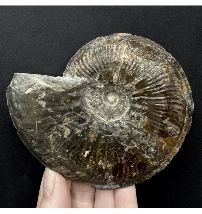 Lower Jurassic, Lower Lias Ammonite from Ravenscar, North Yorkshire, England (SKU A5049):- Phlyseogrammoceras dispansum