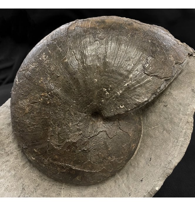 Lower Jurassic, Upper Lias Ammonite from Sandsend, Whitby, North Yorkshire, England (SKU A1967):- Phylloceras heterophyllum