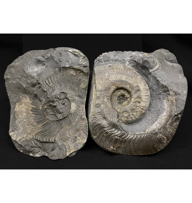 Lower Jurassic, Upper Lias Ammonite from Whitby, North Yorkshire, England (SKU A2121):- Harpoceras falciferum