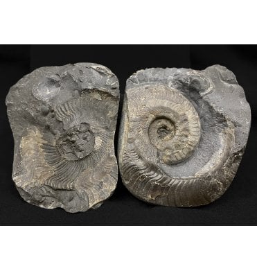 Lower Jurassic, Upper Lias Ammonite from Whitby, North Yorkshire, England (SKU A2121):- Harpoceras falciferum