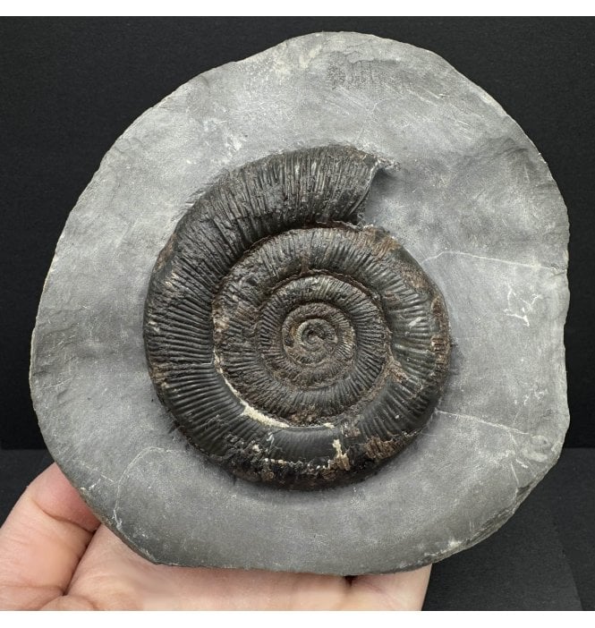 Lower Jurassic, Upper Lias Ammonite from Whitby, North Yorkshire, England (SKU A4221):- Dactylioceras (Orthodactylites) tenuicostatum