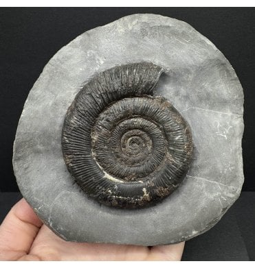 Lower Jurassic, Upper Lias Ammonite from Whitby, North Yorkshire, England (SKU A4221):- Dactylioceras (Orthodactylites) tenuicostatum