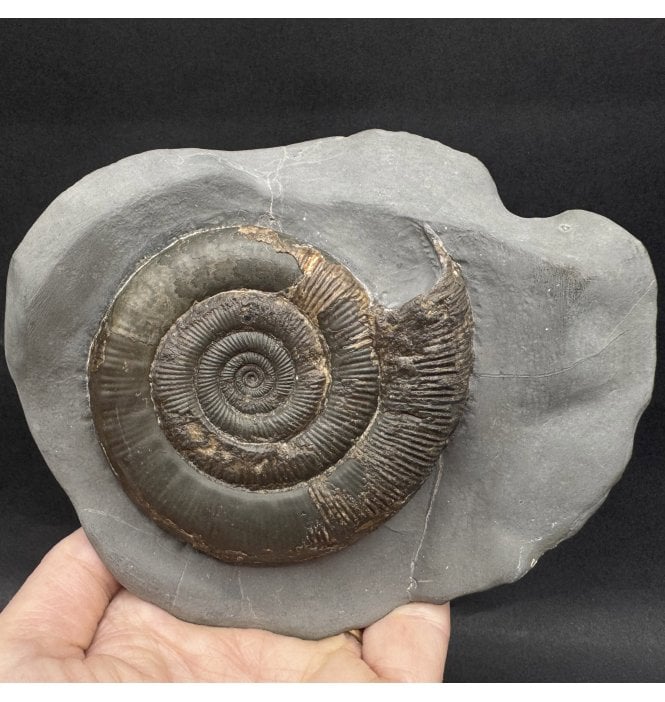 Lower Jurassic, Upper Lias Ammonite from Whitby, North Yorkshire, England (SKU A4291):- Dactylioceras (Orthodactylites) tenuicostatum