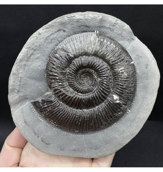 Lower Jurassic, Upper Lias Ammonite from Whitby, North Yorkshire, England (SKU A4470):- Dactylioceras (Orthodactylites) semicelatum
