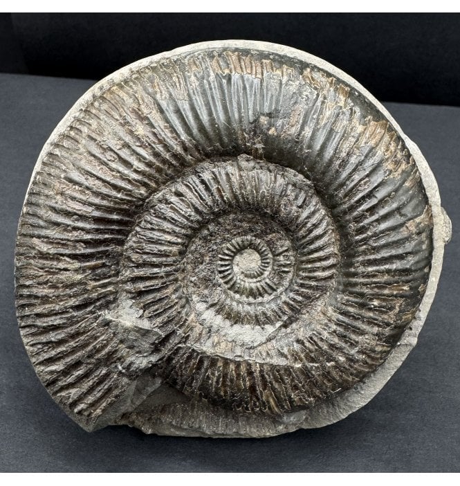 Lower Jurassic, Upper Lias Ammonite from Whitby, North Yorkshire, England (SKU A4543):- Dactylioceras (Orthodactylites) semicelatum