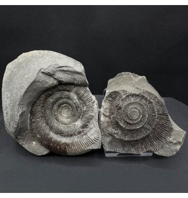 Lower Jurassic, Upper Lias Ammonite from Whitby, North Yorkshire, England (SKU A4554):- Dactylioceras (Orthodactylites) tenuicostatum