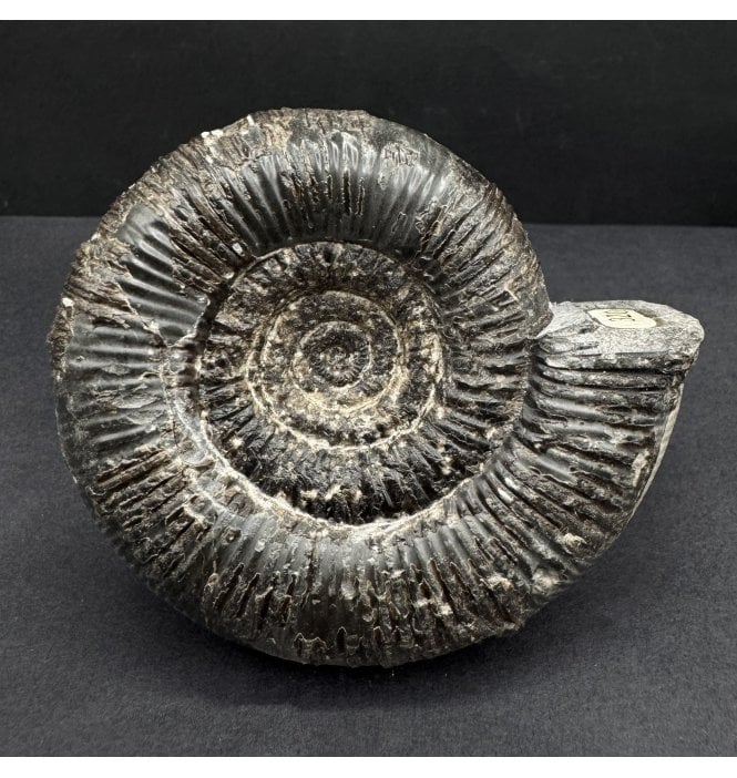 Lower Jurassic, Upper Lias  Ammonite from Whitby, North Yorkshire, England (SKU A4662):- Dactylioceras (Orthodactylites) clevelandicum