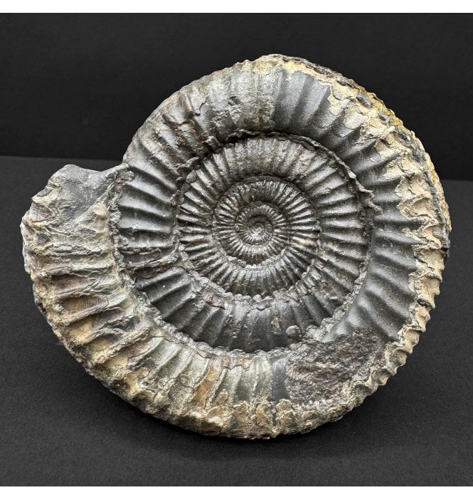 Lower Jurassic, Upper Lias Ammonite from Whitby, North Yorkshire, England (SKU A4736):- Dactylioceras commune