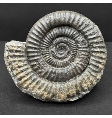 Lower Jurassic, Upper Lias Ammonite from Whitby, North Yorkshire, England (SKU A4737):- Dactylioceras commune