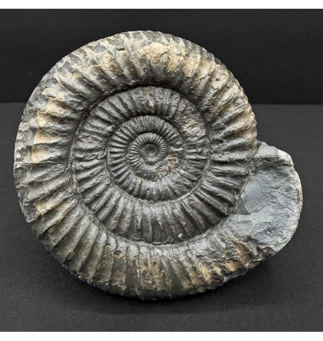 Lower Jurassic, Upper Lias Ammonite from Whitby, North Yorkshire, England (SKU A4738):- Dactylioceras commune