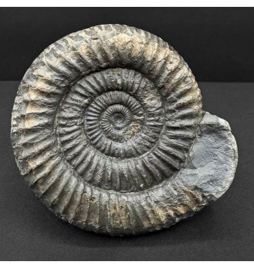 Lower Jurassic, Upper Lias Ammonite from Whitby, North Yorkshire, England (SKU A4738):- Dactylioceras commune