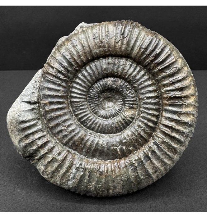 Lower Jurassic, Upper Lias Ammonite from Whitby, North Yorkshire, England (SKU A4739):- Dactylioceras commune