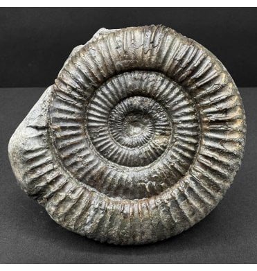 Lower Jurassic, Upper Lias Ammonite from Whitby, North Yorkshire, England (SKU A4739):- Dactylioceras commune