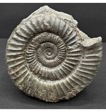 Lower Jurassic, Upper Lias Ammonite from Whitby, North Yorkshire, England (SKU A4743):- Dactylioceras commune