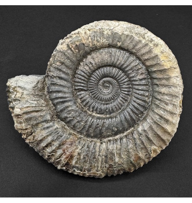Lower Jurassic, Upper Lias Ammonite from Whitby, North Yorkshire, England (SKU A4744):- Dactylioceras commune