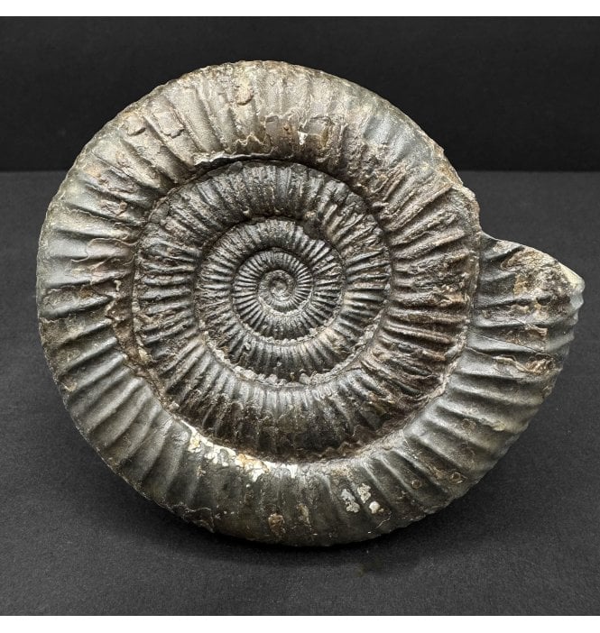 Lower Jurassic, Upper Lias Ammonite from Whitby, North Yorkshire, England (SKU A4746):- Dactylioceras commune