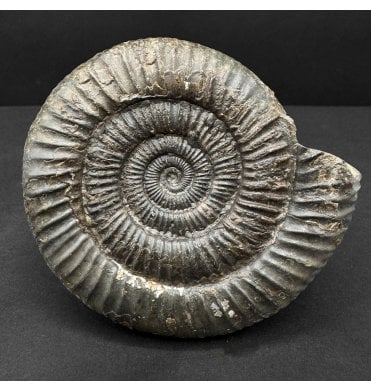 Lower Jurassic, Upper Lias Ammonite from Whitby, North Yorkshire, England (SKU A4746):- Dactylioceras commune