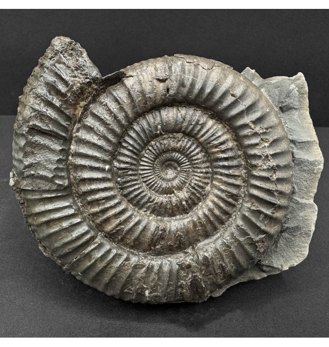 Lower Jurassic, Upper Lias Ammonite from Whitby, North Yorkshire, England (SKU A4748):- Dactylioceras commune