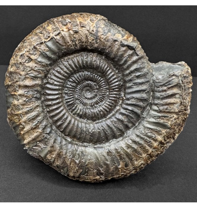 Lower Jurassic, Upper Lias Ammonite from Whitby, North Yorkshire, England (SKU A4749):- Dactylioceras commune