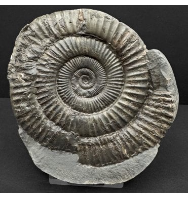 Lower Jurassic, Upper Lias Ammonite from Whitby, North Yorkshire, England (SKU A4751):- Dactylioceras commune