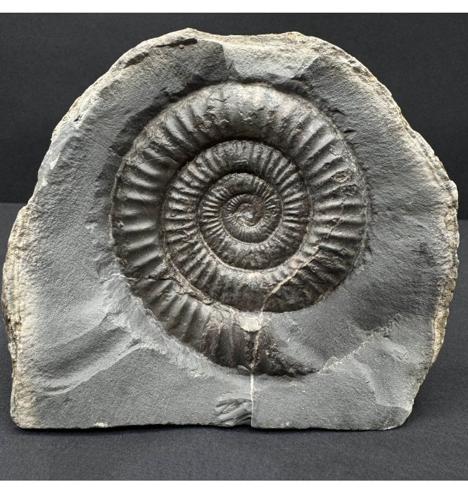 Lower Jurassic, Upper Lias Ammonite from Whitby, North Yorkshire, England (SKU A4753):- Dactylioceras commune