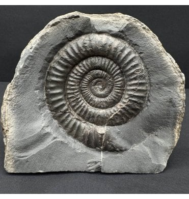 Lower Jurassic, Upper Lias Ammonite from Whitby, North Yorkshire, England (SKU A4753):- Dactylioceras commune