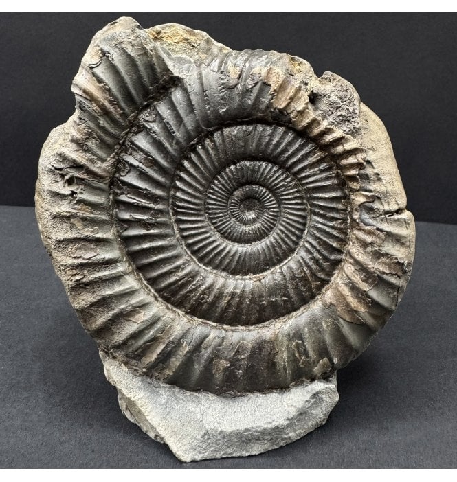 Lower Jurassic, Upper Lias Ammonite from Whitby, North Yorkshire, England (SKU A4761):- Dactylioceras commune