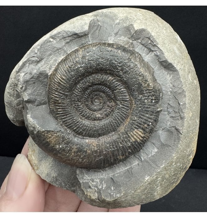 Lower Jurassic, Upper Lias Ammonite from Whitby, North Yorkshire, England (SKU A4763):- Dactylioceras (Orthodactylites) tenuicostatum
