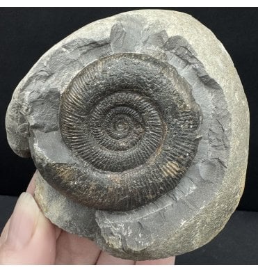Lower Jurassic, Upper Lias Ammonite from Whitby, North Yorkshire, England (SKU A4763):- Dactylioceras (Orthodactylites) tenuicostatum
