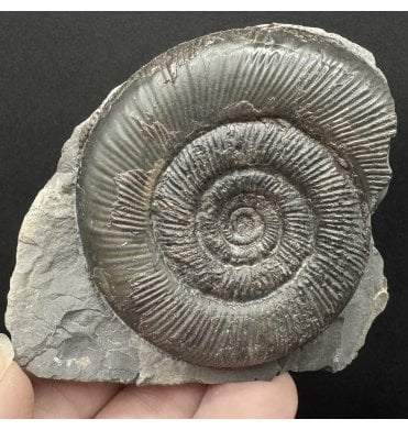 Lower Jurassic, Upper Lias Ammonite from Whitby, North Yorkshire, England (SKU A4764):- Dactylioceras (Orthodactylites) tenuicostatum